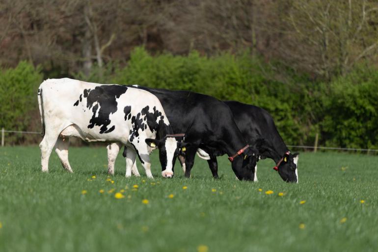 Het aandeel van de bedrijven dat vers gras voert, blijft met 95 procent hoog.