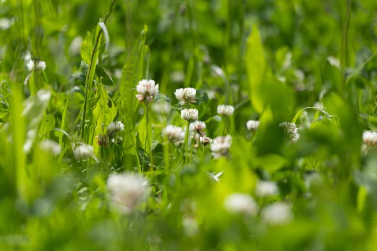 Productief kruidenrijk grasland is beter voor de biodiversiteit dan blijvend Engels raaigras, maar is geen vervanger van extensief kruidenrijk grasland