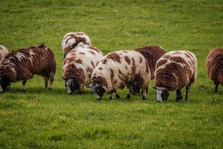 Er zijn inmiddels 67 verdenkingen van besmetting met blauwtong