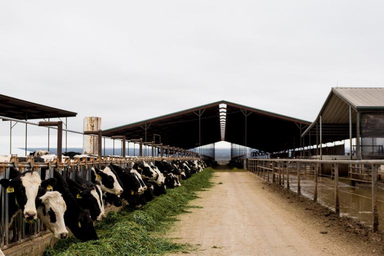 In totaal zijn er in Amerika 172 uitbraken van vogelgriep bij melkvee in dertien staten vastgesteld