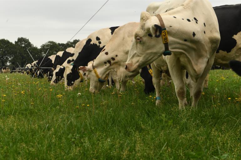 Stripgrazen kan de opname van vers gras verhogen