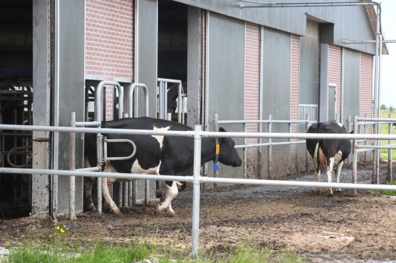 Bij robotmelken draait het erom de koeien een vast ritme aan te leren en ze daarmee in beweging te houden