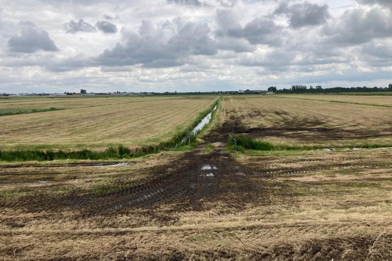 De listeriabacterie kan in het voer komen via het inkuilen van grond