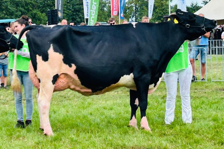 Topcross Anna 267 (v. Goldwyn) was de sterkste bij de senioren (foto: Auke Landman)