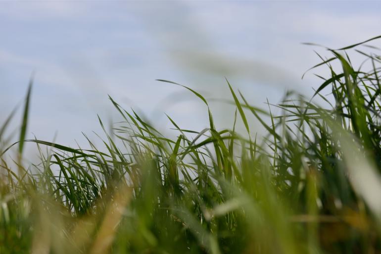 De verteringscoëfficiënt en VEM-waarde van vers gras lopen deze week al weer wat terug