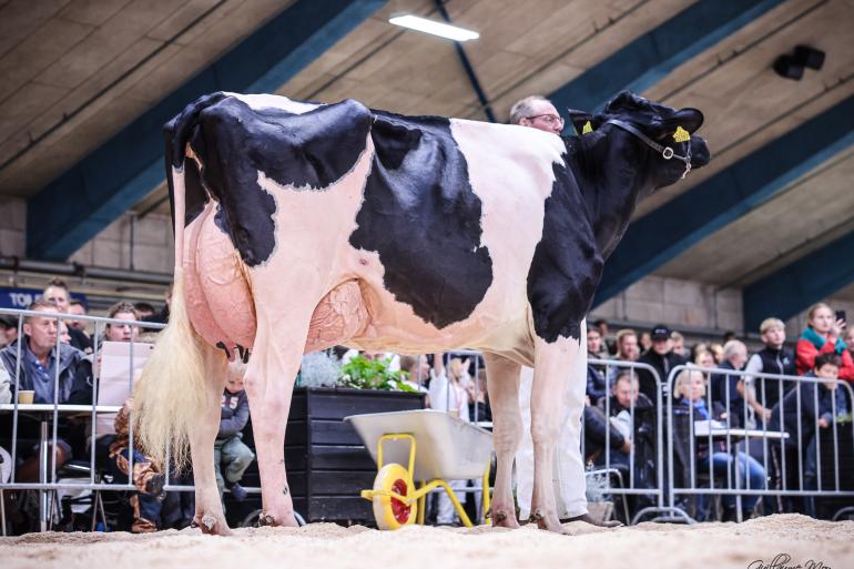 Dueholm Armagedon Mystique tijdens de nationale Deense show