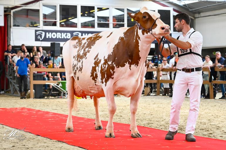 Massia 7273 is de derde koe die kort na optreden in Marienheem 93 punten kreeg