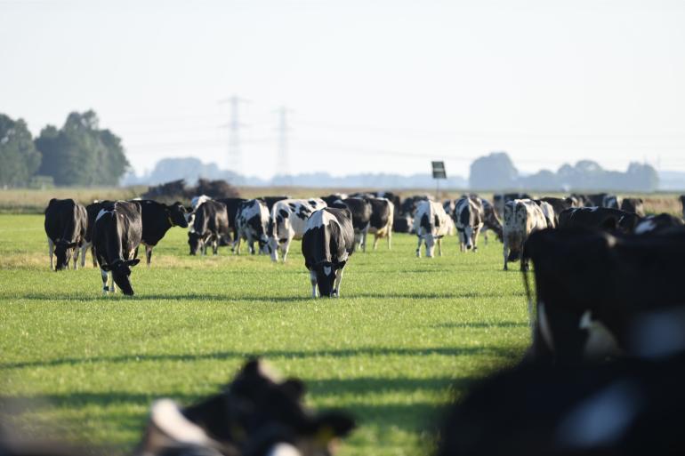 Vers gras in het rantsoen verlaagd de krachtvoerkosten en de kosten voor mestafzet