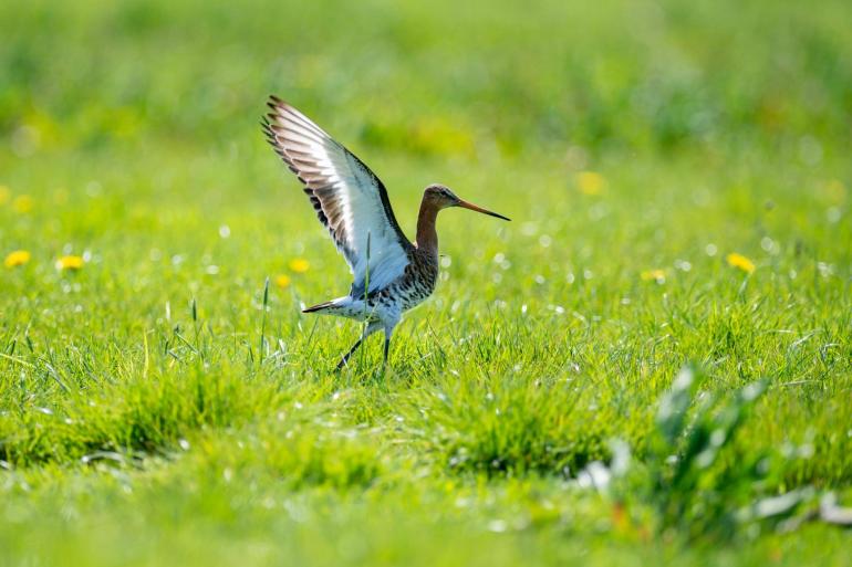 Het doel van het Aanvalsplan Grutto is om 35 aaneengesloten gebieden te maken van elk 1000 hectare groot