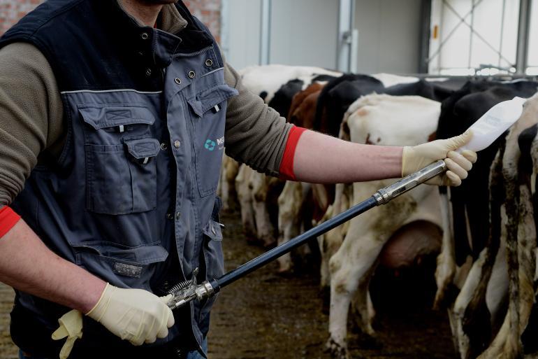 Dierenartsorganisatie KNMvD roept op om runderen tegen blauwtong te vaccineren om de verspreiding van het virus te remmen