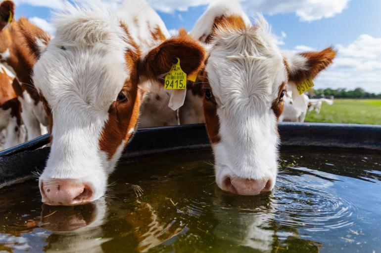  Norm is dat tien procent van het koppel tegelijk moet kunnen drinken, zowel binnen als in de wei. 