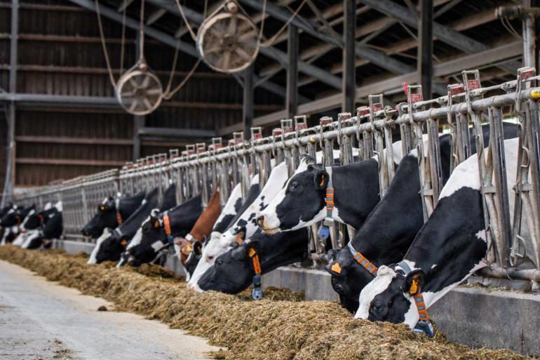 Ventilatoren werken beschermend tegen blauwtong