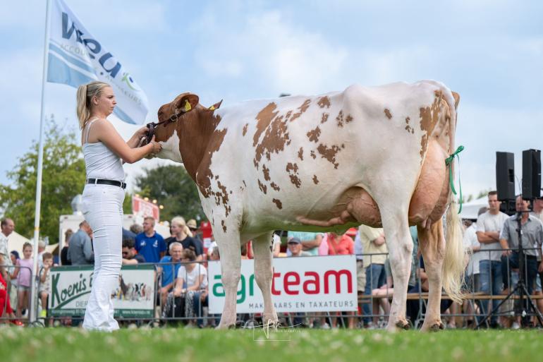 De pas drie weken geleden voor de derde keer gekalfde Wendy 318 (v. Jordy) pakte in Opmeer het algemeen kampioenschap (foto: Fleur Maartje Bakker)