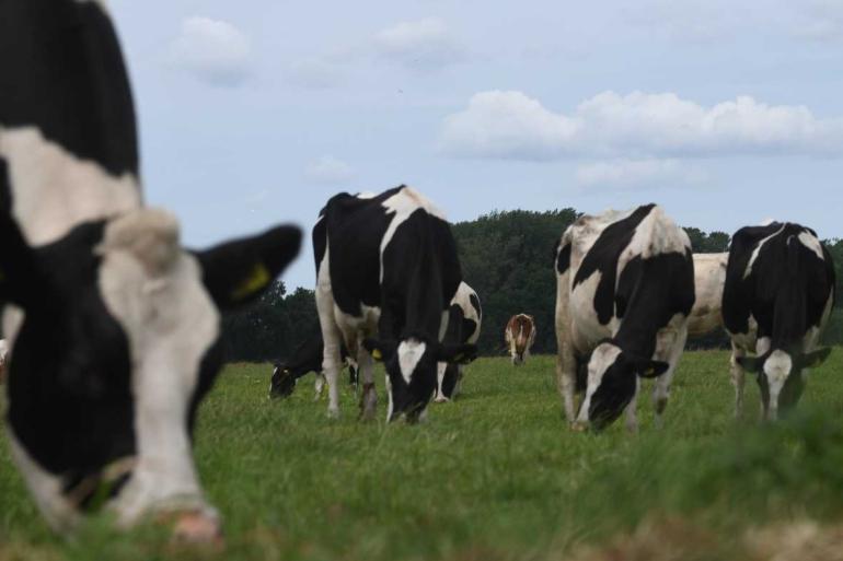 Het grasaanbod neemt toe, maar de opname van gras valt op verschillende plaatsen tegen