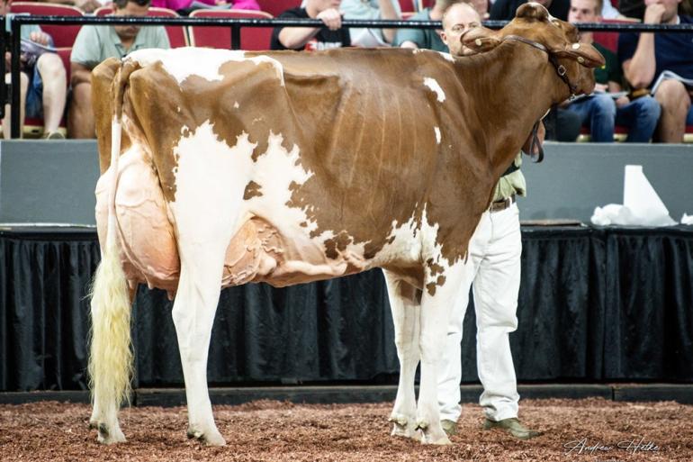 MilkSource Renaissance (v. Jordy) was een van de zeven roodbontkoeien die dit jaar 95 punten kreeg