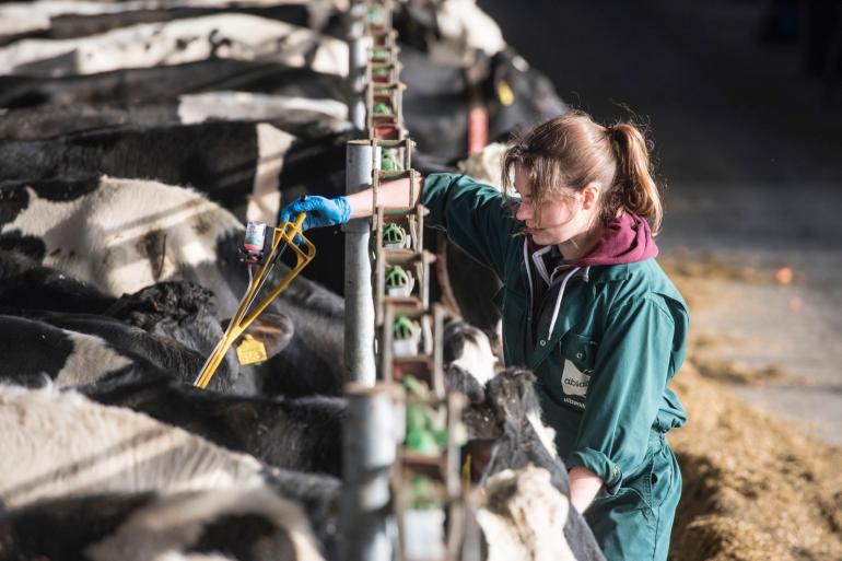 Er zijn volgens Wageningen Bioveterinary Research de afgelopen maanden geen veranderingen in het blauwtongvirus opgetreden die invloed hebben op de effectiviteit van vaccins