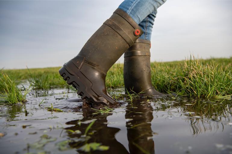 Het was een nat jaar en dat is terug te zien  in de meestgelezen berichten van de Veeteelt-website dit jaar
