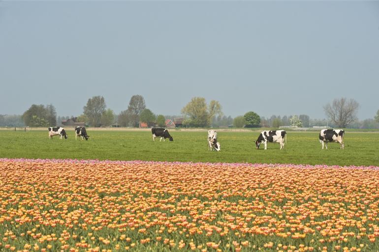 Het verschil in prijs tussen tijdelijk en blijvend grasland verschilt tussen provincies. In Noord-Holland is het prijsverschil met 40 procent het grootst