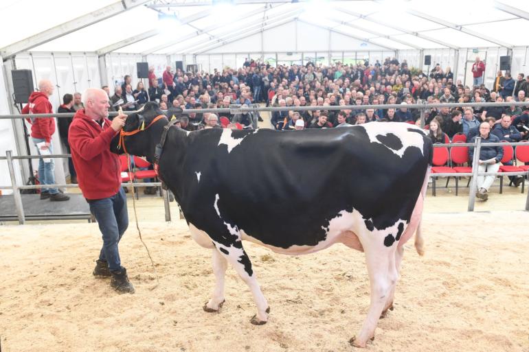De met 88 punten ingeschreven Kolhorner SM Lucardi bracht 7000 euro op (foto: Harrie van Leeuwen)