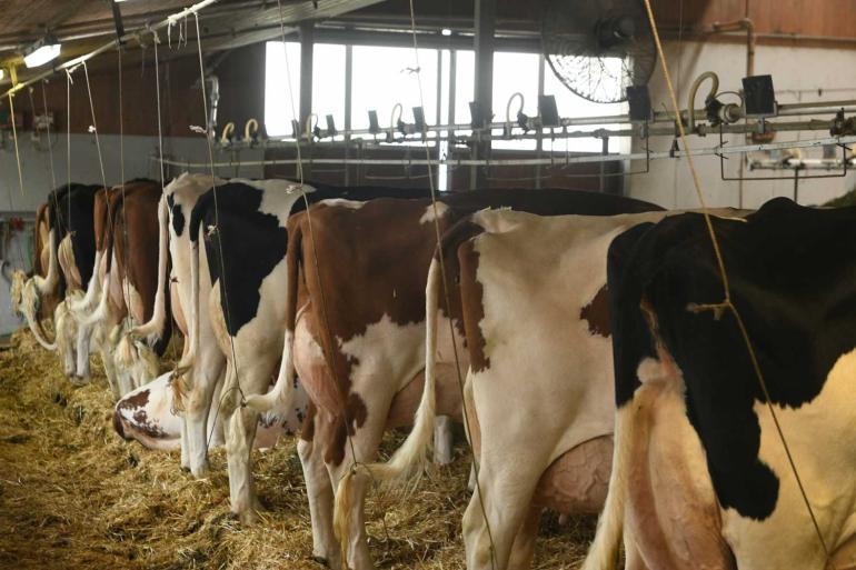 De Zwitserse holsteinkoeien gaven in 2024 gemiddeld bijna 9300 kg melk