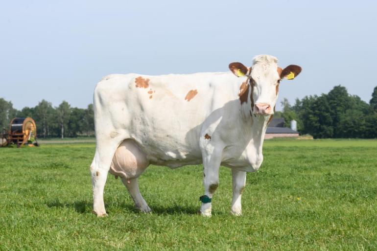 Suzan 493 (v Rudolf) werd nooit gespoeld, maar krijgt veel invloed via meerdere zonen die zijn ingezet als ki-stier (foto: Harrie van Leeuwen)