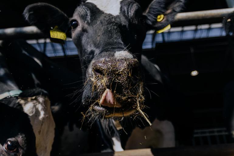De top 1 procent BEX-bedrijven produceerde gemiddeld 9.100 kg melk per koe per jaar, met een eiwitgehalte van 3,53 procent en een ureumwaarde van 18,7 milligram per liter. Ze voerden gemiddeld 128 gram ruw eiwit per kilogram melk