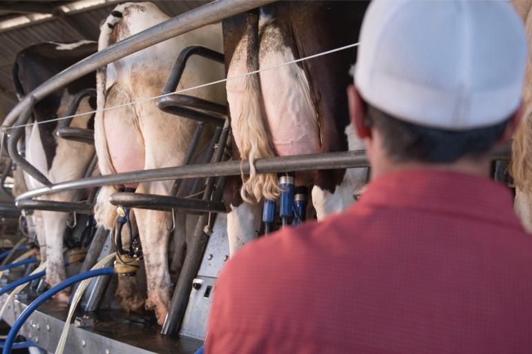 In de Amerikaanse melkveehouderij wordt volop gebruik gemaakt van immigranten