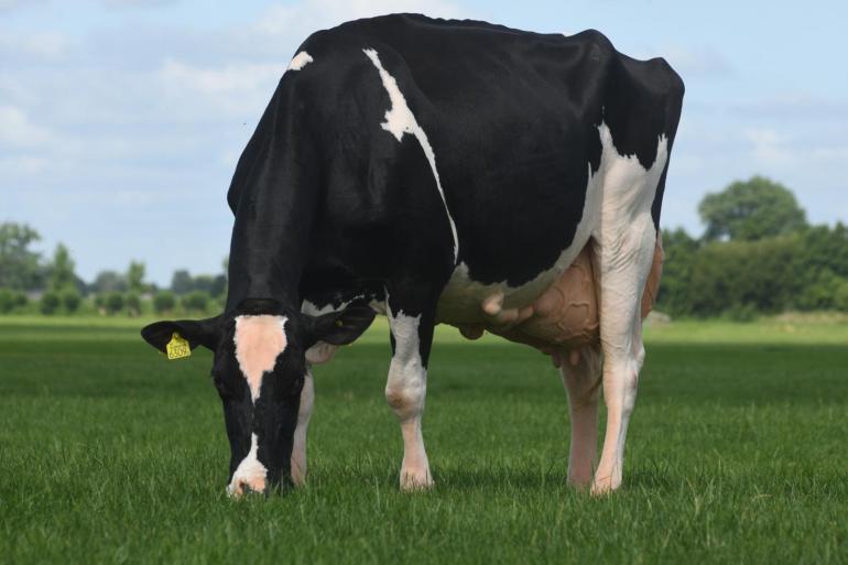De Witboom Greet 101 nam als vaars deel aan de NRM in 2019