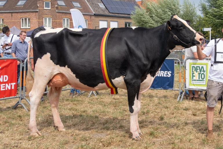 River ten Ruysschaert (v. Mattenhof Genie) wint het algemeen kampioenschap in Wulpen (Foto Regine Foket)