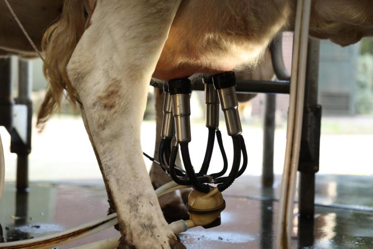 In de afgelopen negen jaar nam ook de melkproductie van biologische koeien flink toe van 6.650 kg melk per koe naar 7.050 kg melk