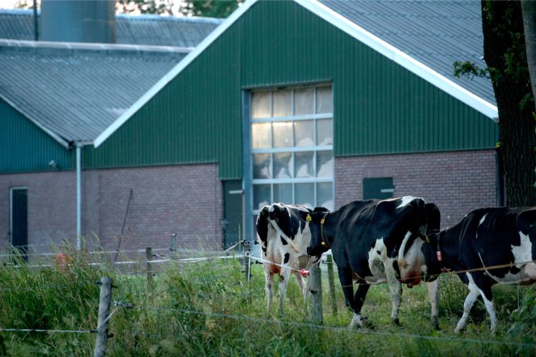 De namiddag en avond heeft bijzondere voordelen. De koeien zijn dan het meest actief en ze worden beloond met het lekkerste gras