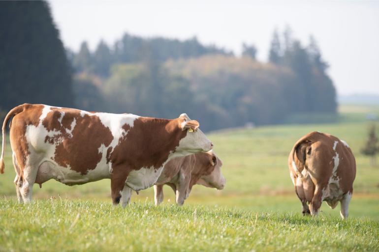 Beieren was al de belangrijkste Duitse deelstaat voor melk en was in 2024 een van de weinige deelstaten waar de totale melkplas nog toenam