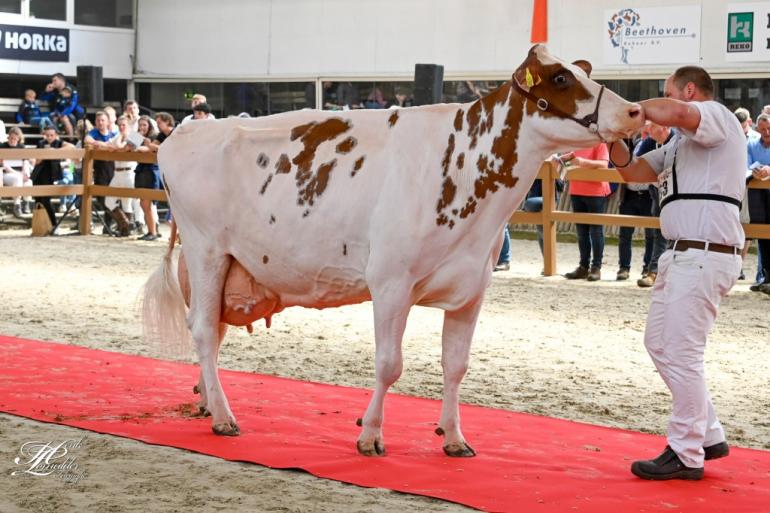 Giessen Cecibell 8 (v. Pitbull) in actie tijdens de Nationale Roodbontshow vorig jaar (foto Henk Lomulder)
