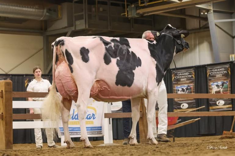 Olortine Avenger Design, hier in de ring tijdens de Canadese Western Dairy Show in april 2025 (foto: Claire Swale)