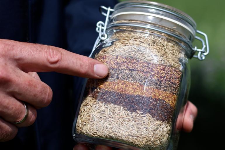 Graszaden kunnen flink variƫren in het duizendkorrelgewicht.