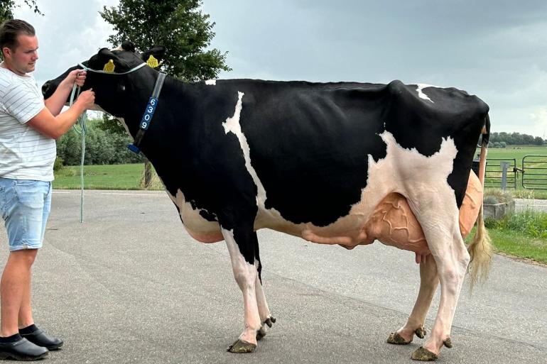 De Witboom Greet 101 (v. Prizewinner) produceerde in 5 lactaties al 85.000 kg melk