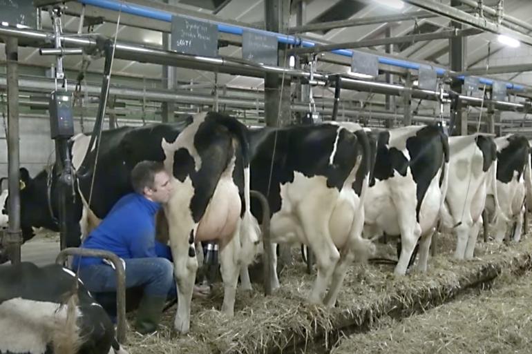 De veestapel van Van Engelen wordt gemolken op een grupstal