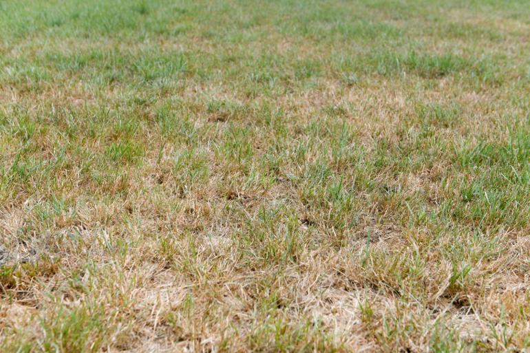 Als het gras duidelijk slap hangt en zo droog wordt dat het knispert, leveren machines en zelfs koeien alleen maar meer schade