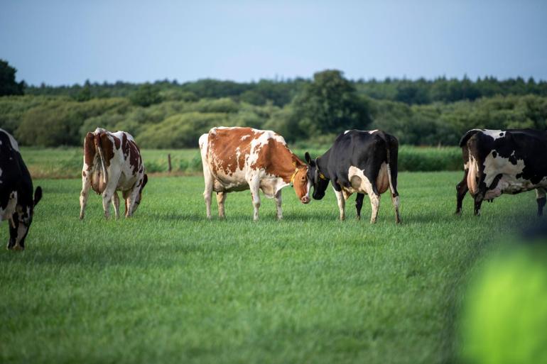 Wie of wat keert de trent dat al twee jaar op rij het aantal weidende bedrijven afneemt?