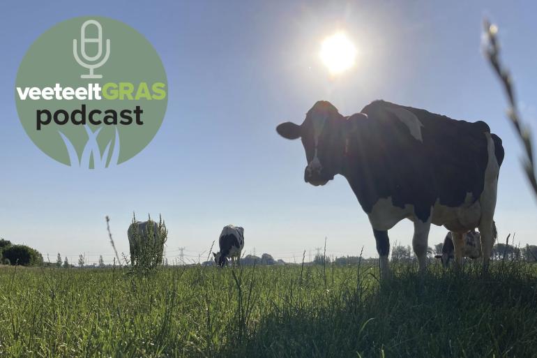 Het gras heeft op veel plaatsen last van de droogte