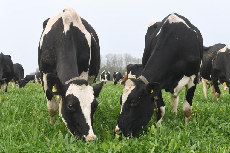 Koeien die volledig weidegang kregen, produceerden in een onderzoek op Dairy Campus circa 5,4 gram methaan per kg droge stof minder dan koeien die vers gemaaid gras en kuilgras op stal kregen