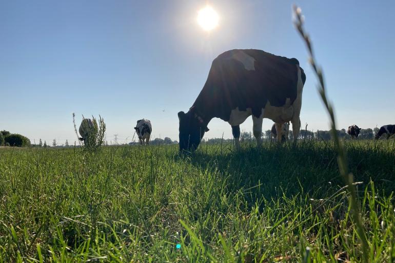 De maand juli is een lastige maand om de kwaliteit in het gras te houden
