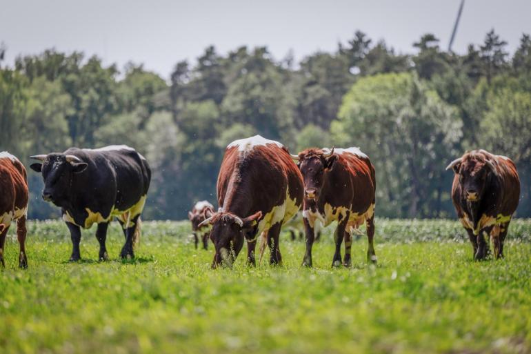 Vanuit haar bergachtige geboortestreek in Beieren bracht Brandl enkele dieren van het Oostenrijkse dubbeldoelras  Pinzgauer mee. De hobbykudde telt inmiddels zo’n 30 dieren.