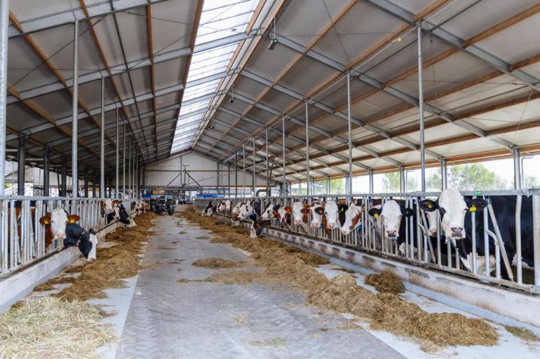 De veestapel is een mix van onder andere montbéliarde, Scandinavisch roodbont en fleckvieh
