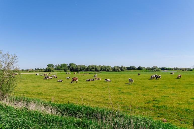 De weideduur bij niet-biologische weidebedrijven steeg vorig jaar wel licht ten opzichte van 2023