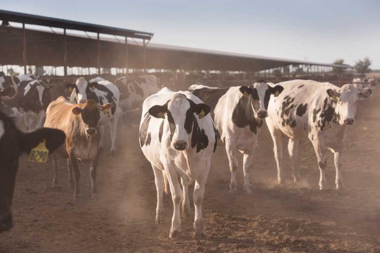 Het aantal vaarzen dat klaarstaat om in de veestapel in te stromen ligt 18 procent lager dan in 2018