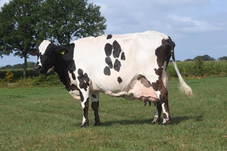Bosgoed Evertje 229 (v. Barnkamper Cassanova), levensproductie: 141.083 kg melk met 4,32% vet en 3,69% eiwit