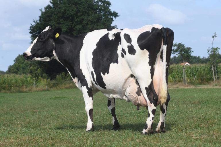 Bosgoed Evertje 231 (v. Timmer Tyson), levensproductie: 118.358 kg melk met 4,61% vet en 3,87% eiwit