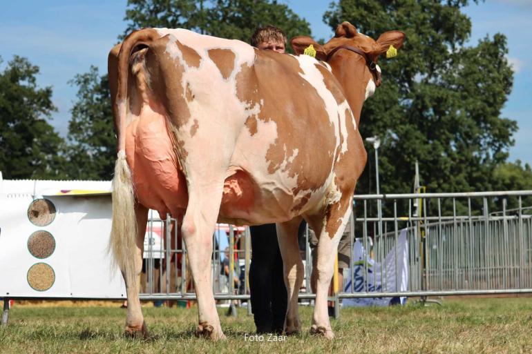 De dagzege in Wierden was voor de tweedekalfs Curtisdochter Bossink Joke 78 (foto: Foto Zaar)