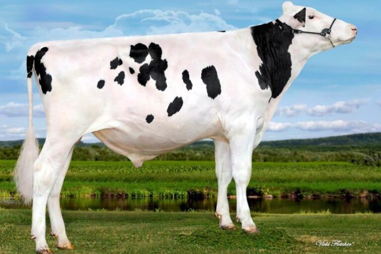 Stantons Remover PP, de koploper in de Canadese LPI-rangschikking is homozygoot hoornloos